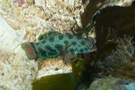 Fotografie druhu Synchiropus picturatus