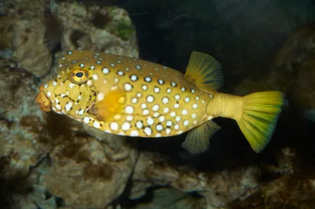 Fotografie druhu Ostracion cubicum