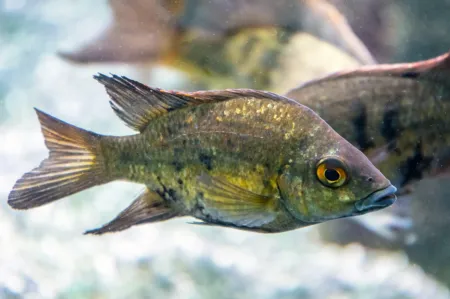 Fotografie druhu Ptychochromis loisellei