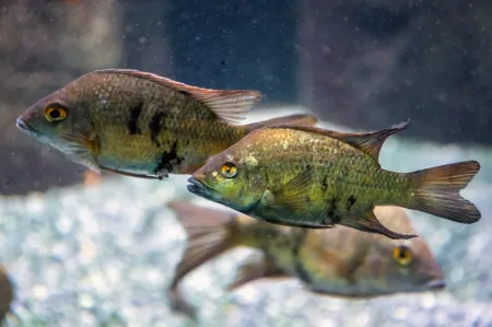 Fotografie druhu Ptychochromis loisellei