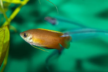 Fotografie druhu Trichogaster chuna