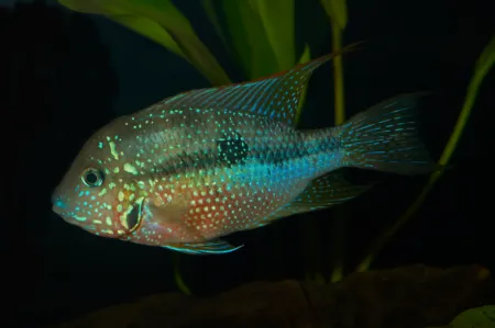Fotografie druhu Thorichthys maculipinnis