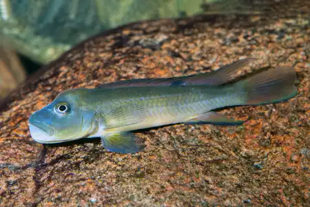 Fotografie druhu Steatocranus tinanti