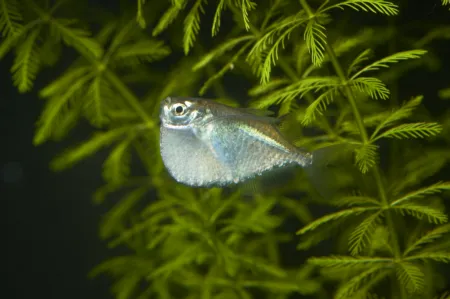 Fotografie druhu Thoracocharax stellatus
