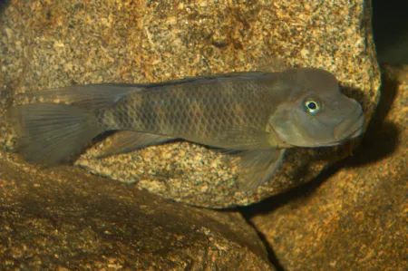 Fotografie druhu Steatocranus casuarius