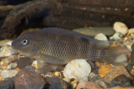 Fotografie druhu Steatocranus casuarius