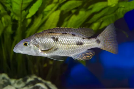Fotografie druhu Stigmatochromis pholidophorus