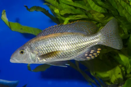 Fotografie druhu Stigmatochromis pholidophorus