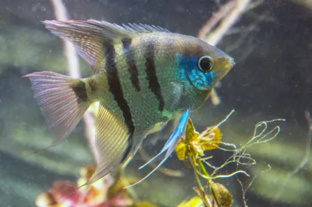 Fotografie druhu Pterophyllum leopoldi