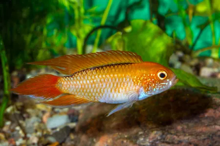 Fotografie druhu Apistogramma agassizii Fire Red