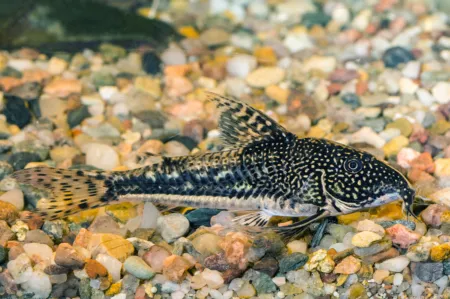 Fotografie druhu Scleromystax barbatus