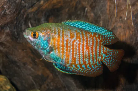 Fotografie druhu Trichogaster fasciata