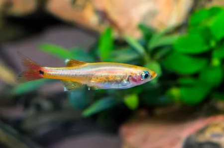 Fotografie druhu Tanichthys albonubes Gold