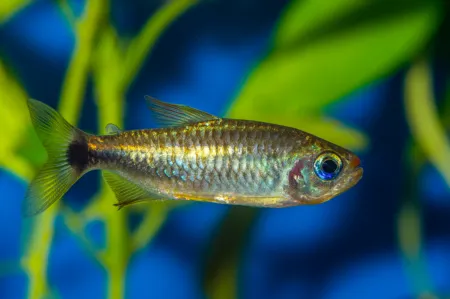 Fotografie druhu Bario cosmops