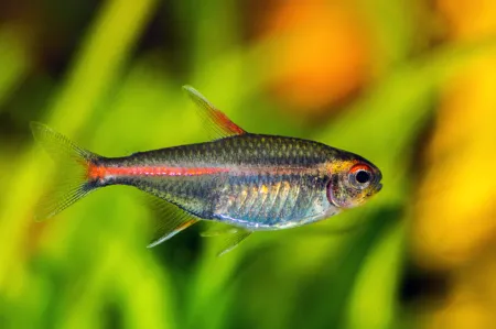 Fotografie druhu Hemigrammus erythrozonus