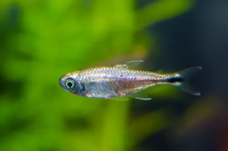 Fotografie druhu Hemigrammus rodwayi