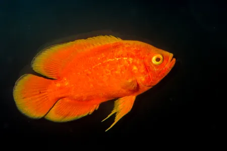 Fotografie druhu Astronotus ocellatus Red Chilli