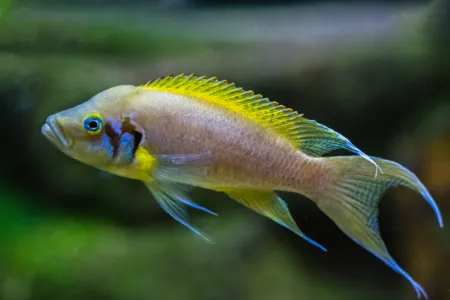 Fotografie druhu Neolamprologus pulcher