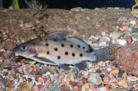 Fotografie druhu Synodontis ocellifer
