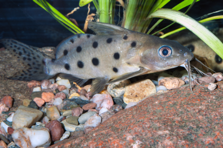 Fotografie druhu Synodontis ocellifer