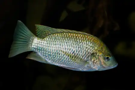 Fotografie druhu Sarotherodon galilaeus