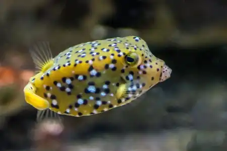Fotografie druhu Ostracion cubicum