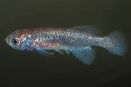 Fotografie druhu Nothobranchius kafuensis