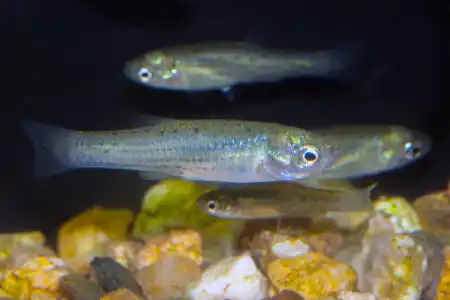 Fotografie druhu Jenynsia lineata