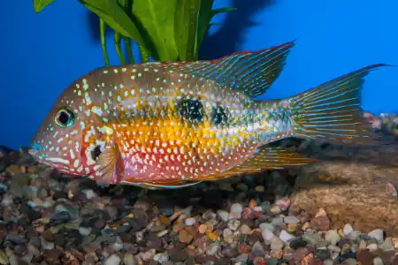 Fotografie druhu Thorichthys maculipinnis