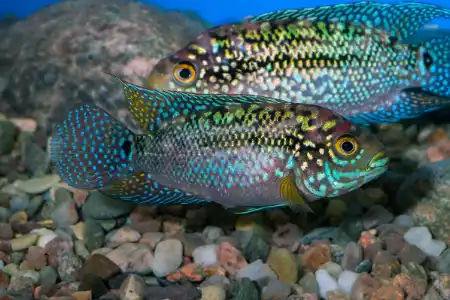 Fotografie druhu Rocio octofasciata