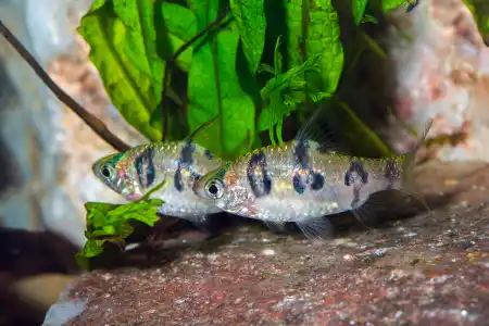 Fotografie druhu Desmopuntius rhomboocellatus