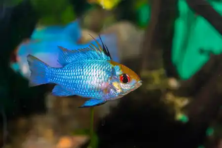 Fotografie druhu Mikrogeophagus ramirezi Electric Blue