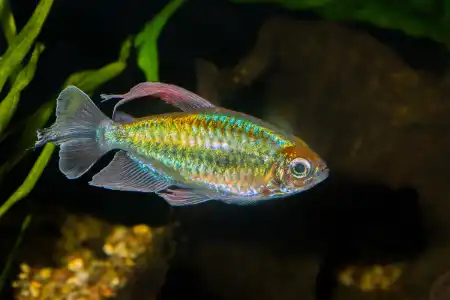 Fotografie druhu Phenacogrammus interruptus