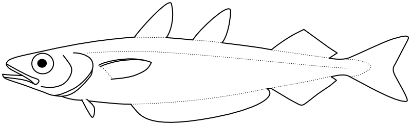 Ilustrace zástupce rodu Micromesistius