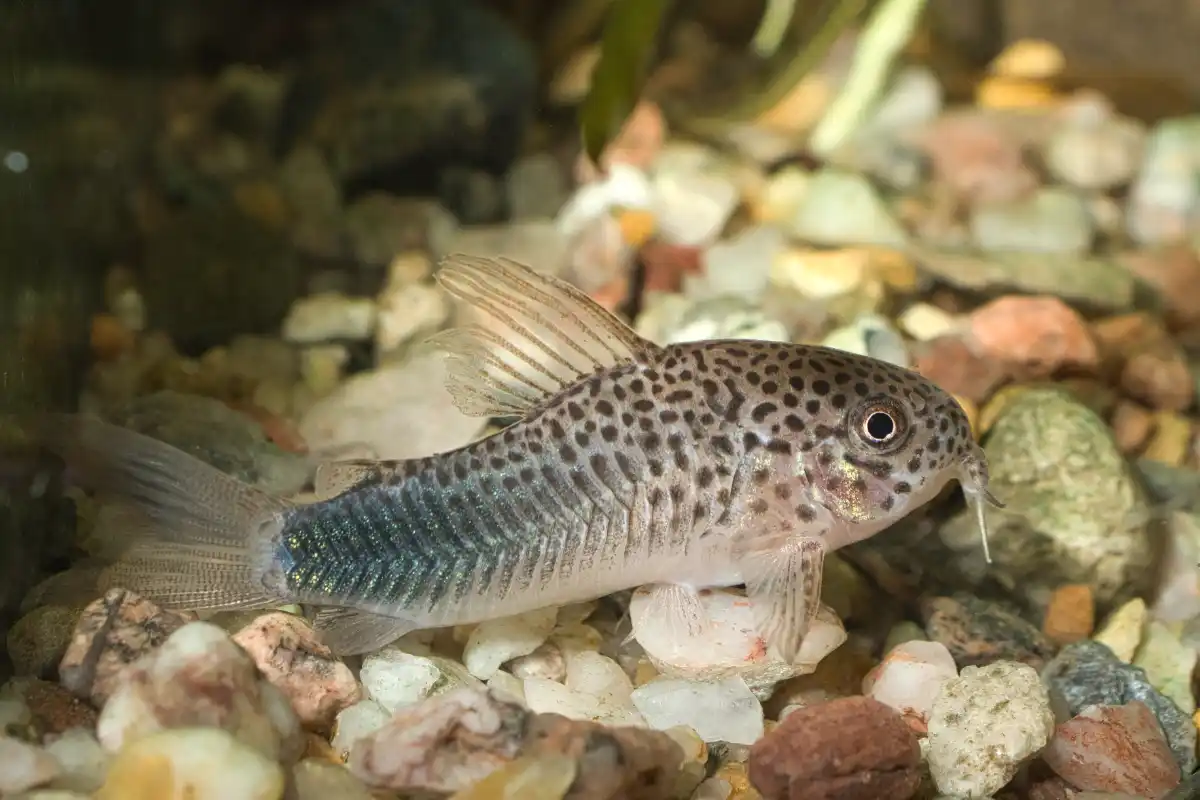 Fotografie druhu Hoplisoma simile