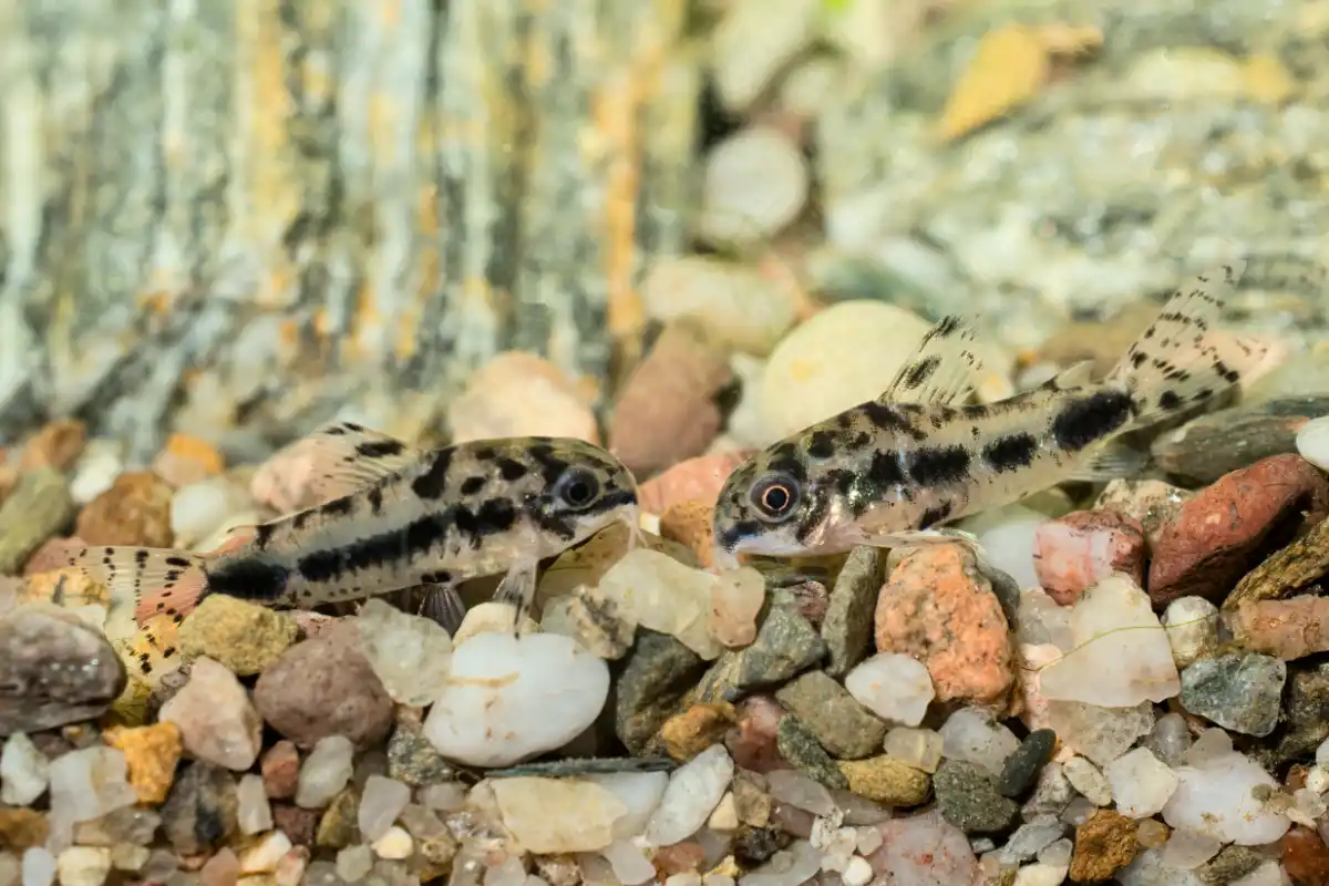Fotografie druhu Hoplisoma habrosum