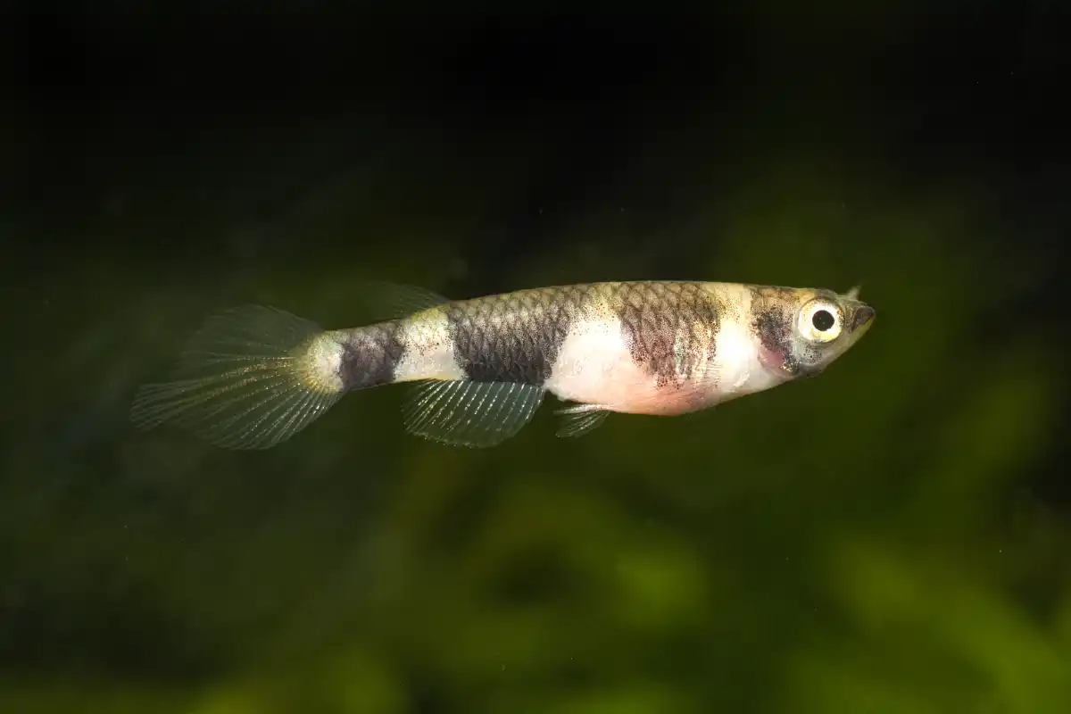 Fotografie druhu Epiplatys annulatus