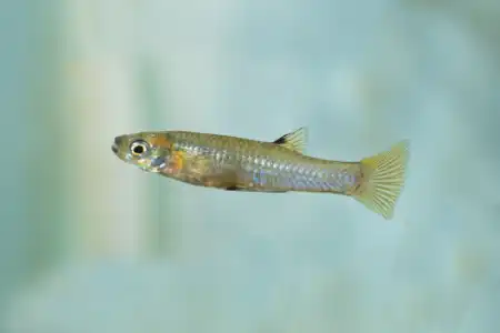 Fotografie druhu Poeciliopsis fasciata