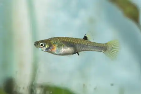 Fotografie druhu Poeciliopsis fasciata