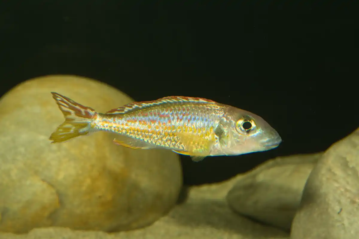 Fotografie druhu Callochromis pleurospilus Bangwe