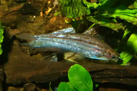 Fotografie druhu Kryptopterus macrocephalus