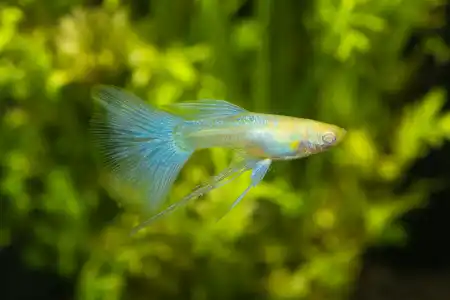 Fotografie druhu Poecilia reticulata Sky Blue Ribbon Fin
