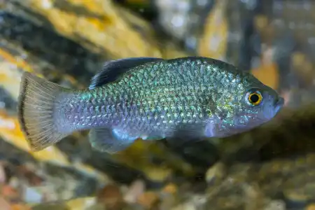 Fotografie druhu Cyprinodon longidorsalis
