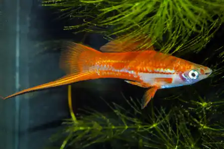 Fotografie druhu Xiphophorus hellerii