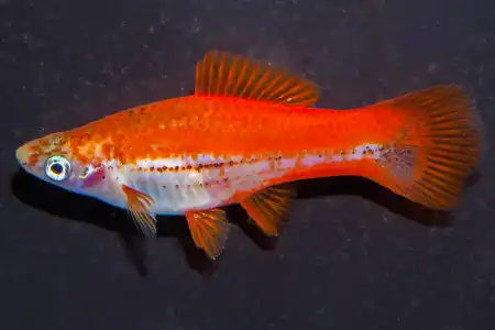 Fotografie druhu Xiphophorus hellerii