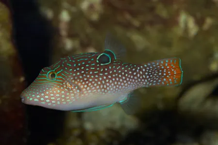 Fotografie druhu Canthigaster papua