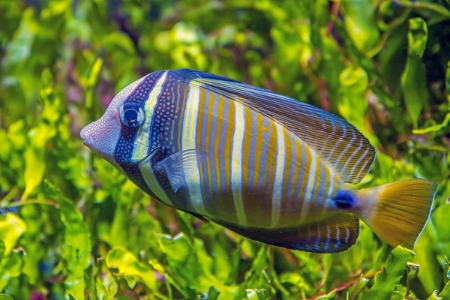 Fotografie druhu Zebrasoma velifer