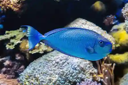 Fotografie druhu Naso vlamingii