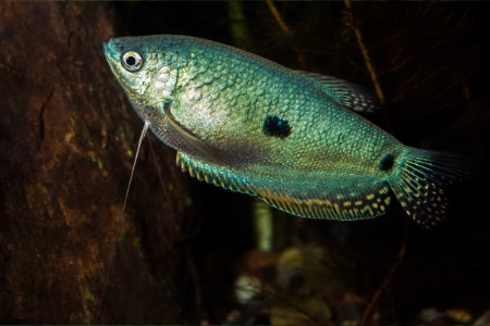 Fotografie druhu Trichopodus trichopterus