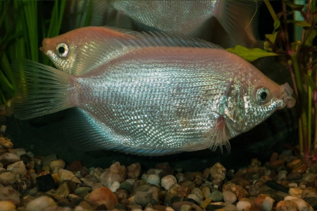 Fotografie druhu Helostoma temminckii